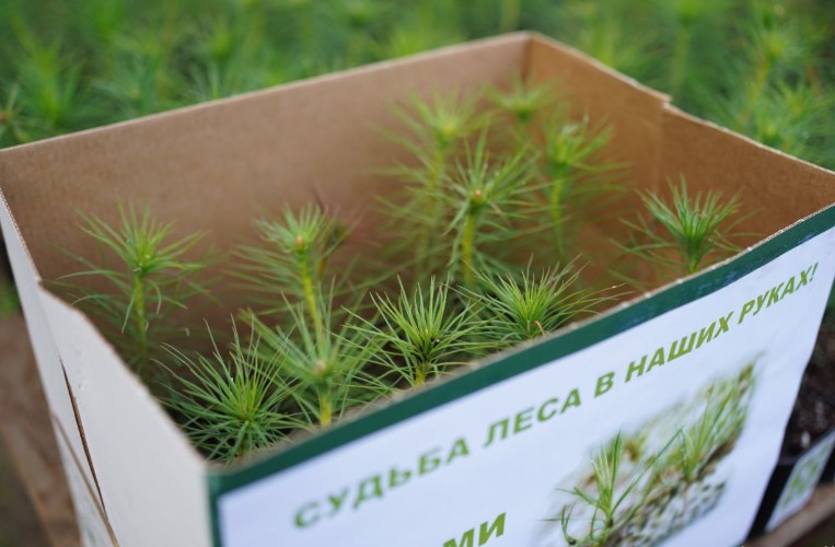 На 6 млн деревьев больше стало в Приангарье благодаря акции «Сохраним лес»