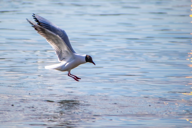 Ситуацию с птицами в подзоне Братского аэропорта проверили орнитологи из Ставрополья