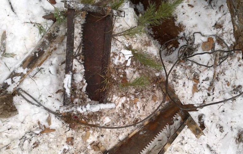 Браконьеры в Братском районе жестоко убили лосиху в самодельном капкане