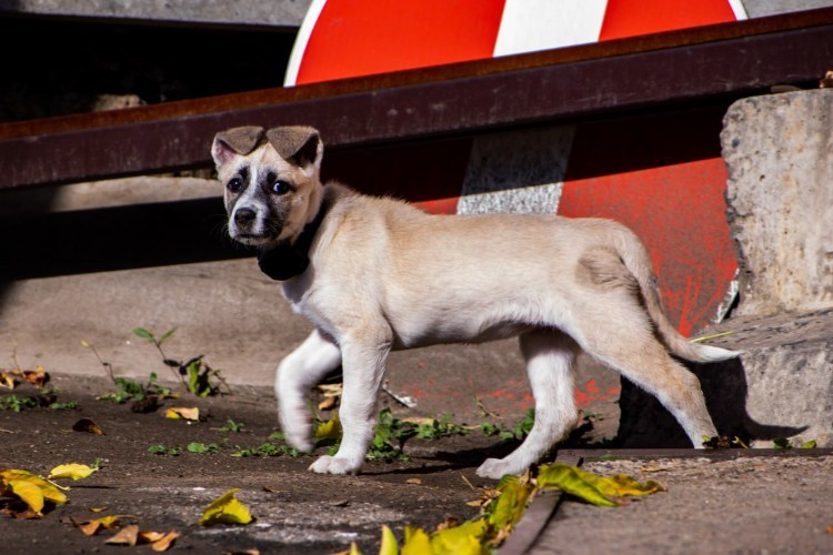 Более 800 тысяч рублей штрафов выписали владельцам животных в Приангарье