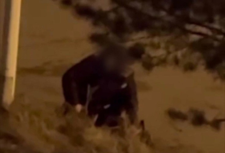 В Иркутске мужчина пытался убить собаку отвёрткой после ссоры с женой