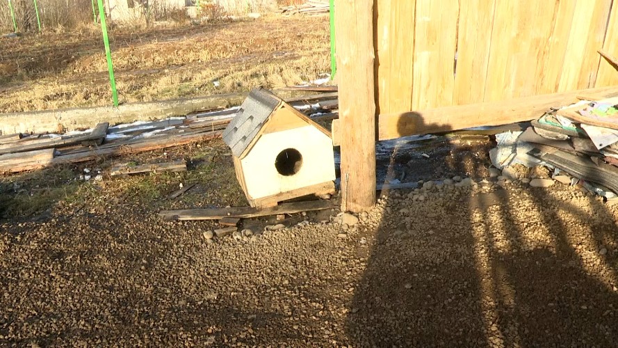 Три агрессивных пса держат в страхе жителей СНТ под Иркутском