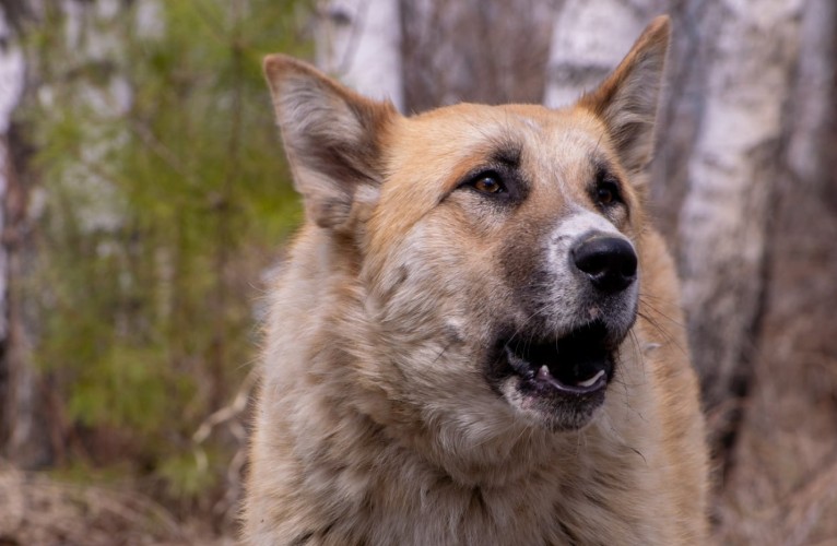 Укушенной собакой пятилетней жительнице Бохана выплатят 25 тыс. рублей
