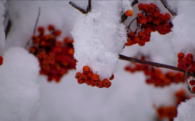 Снег и усиление ветра ожидается в Иркутской области 8 ноября