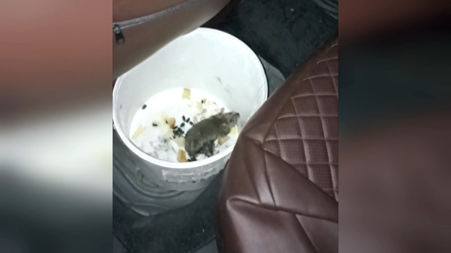 Нашествие крыс беспокоит жителей микрорайона под Иркутском