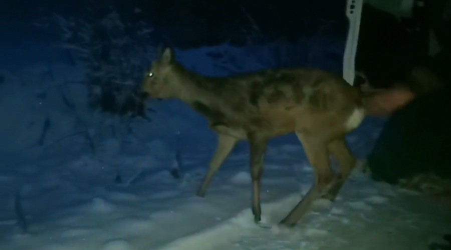 Две раненные косули обнаружены за один день в Иркутске