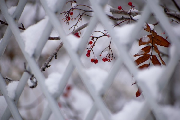 Морозы до -28° и снегопады ожидаются в Прианарье 12 ноября