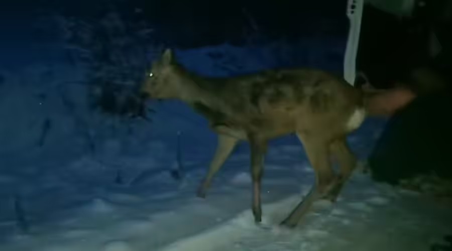 Случаи выхода диких животных участились на дорогах Иркутской области