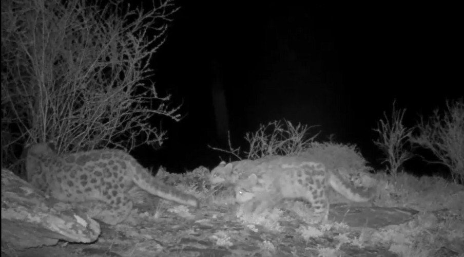 Снежный барс Муся в Саяно-Шушенском заповеднике впервые стала мамой троих котят