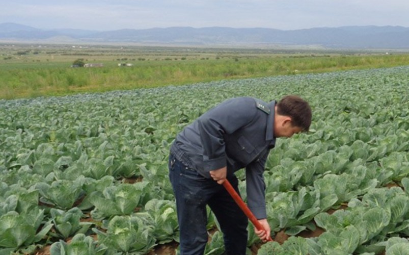 Запрещённые пестициды нашёл Россельхознадзор в капусте и огурцах из Приангарья