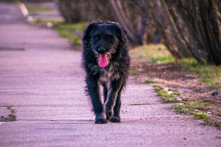 Нападением собак на детей у школы в Иркутске заинтересовались следователи