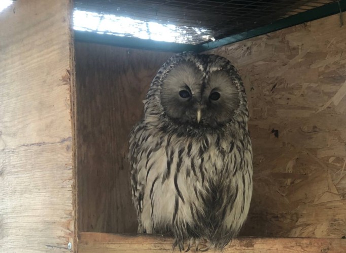 Специалисты объяснили, почему совы прилетают в города Приангарья