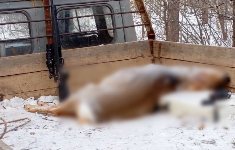 Трёх браконьеров с убитой косулей задержали в Эхирит-Булагатском районе