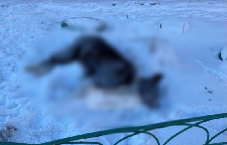 Массовое отравление собак расследуют в Шелеховском районе