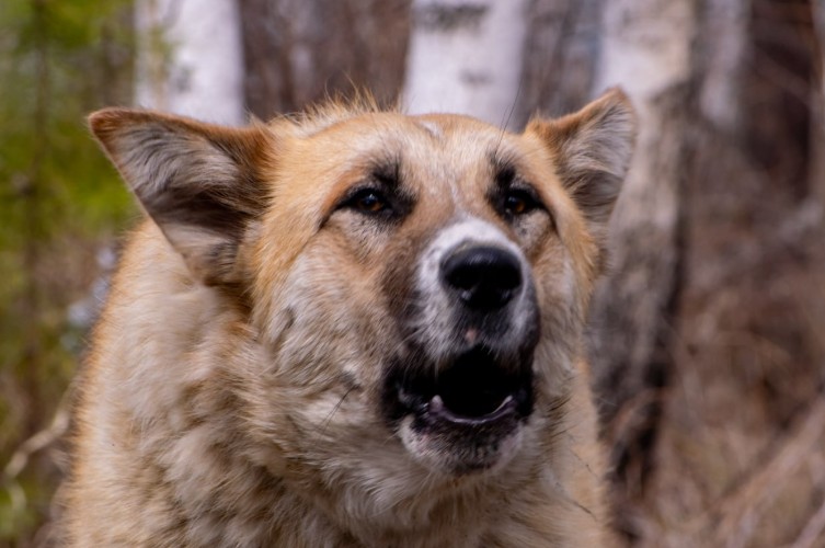 Собака напала на 11-летнего мальчика в посёлке Улькан