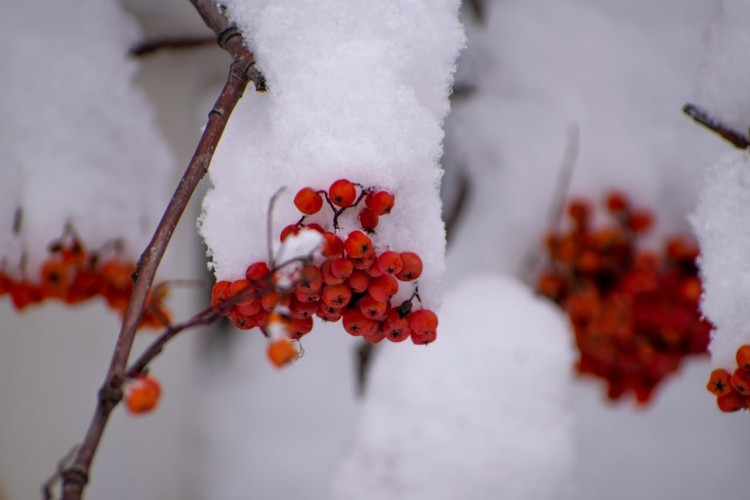 Похолодание до -36° ожидается в Иркутской области 26 ноября