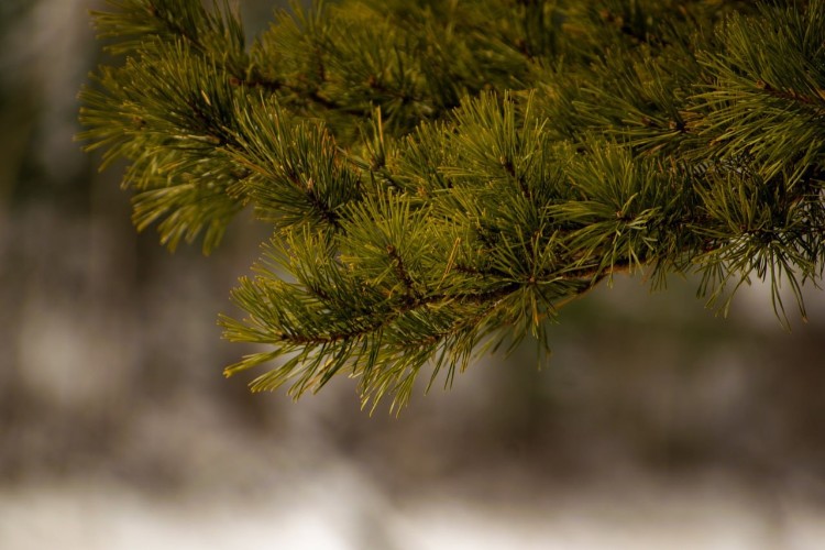 Хвойные леса Иркутской области защитит «Метель»