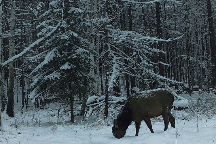 Спецпрограмма по сохранению биоразнообразия реализуется в Усть-Кутском районе