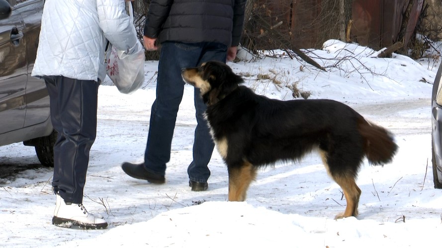 Бездомные собаки держат в страхе жителей предместья Рабочего в Иркутске