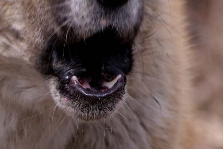 Тело мужчины с рваными ранами от укусов собак найдено на полигоне ТБО в Братске