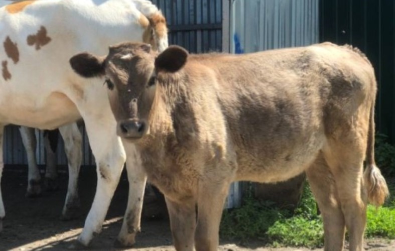 Более 11 тысяч голов скота получат прививку в Качугском и Жигаловском районах