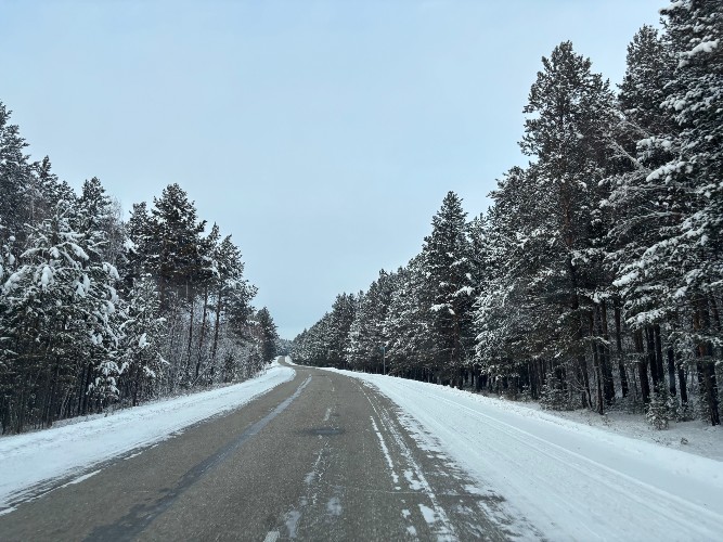 Браконьеры расстреливают косуль прямо с дороги под Ангарском