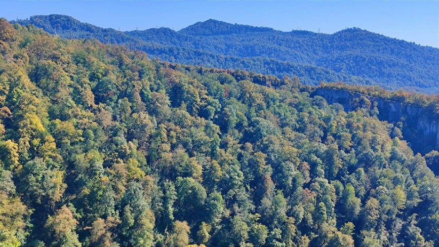 Годовой план по восстановлению лесов Иркутская область выполнила на 128%