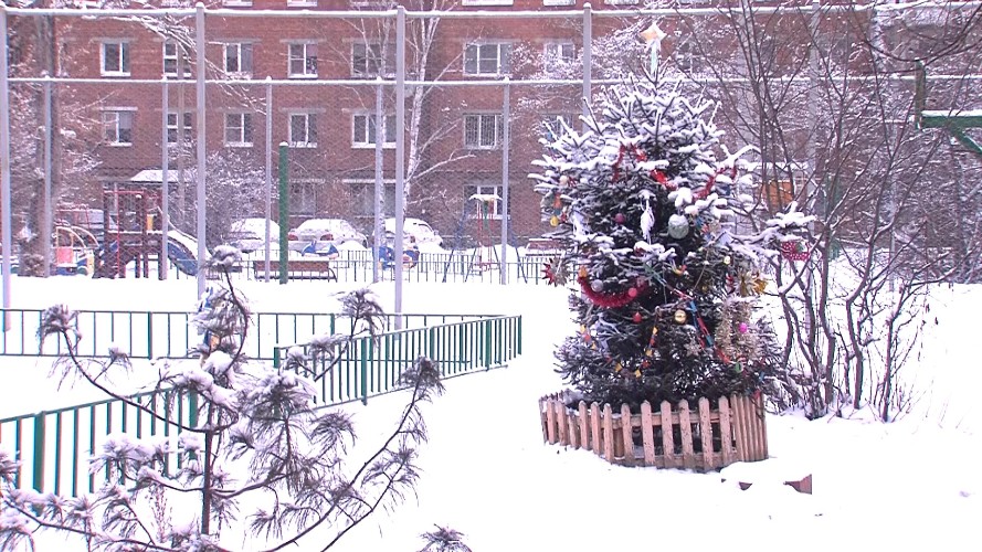 Вандалы крадут ёлки и новогоднее настроение у жителей Иркутска