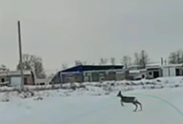 Косулю заметили на улицах Усолья-Сибирского