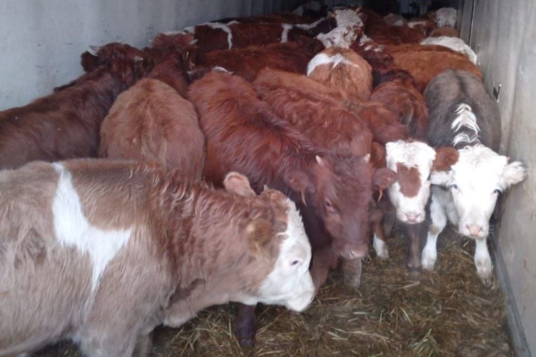 1,5 тыс. голов скота без документов задержали на границе Приангарья и Бурятии