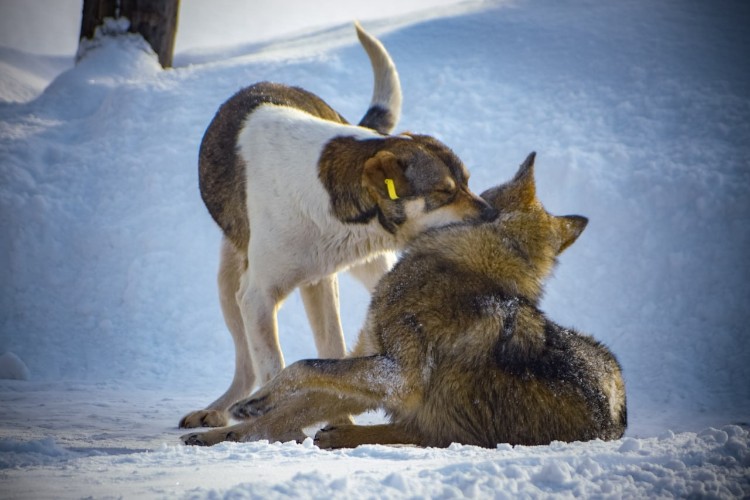 Неизвестный расстрелял собак из машины в посёлке под Иркутском