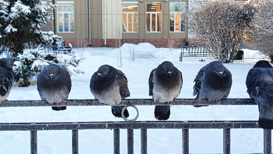 Морозы до -36° сохранятся в Иркутской области 12 декабря