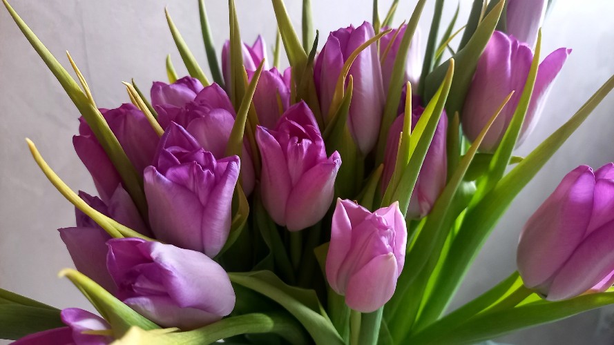 В Иркутске к весне вырастят рекордные 1,2 миллиона тюльпанов