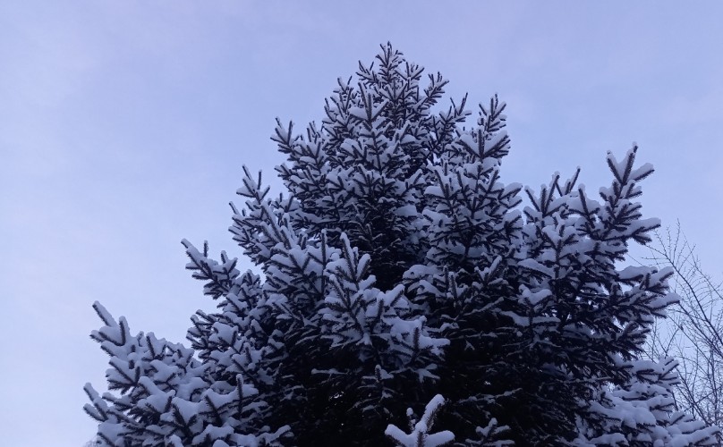 800 елей для легальной заготовки продали на аукционах лесничества Приангарья