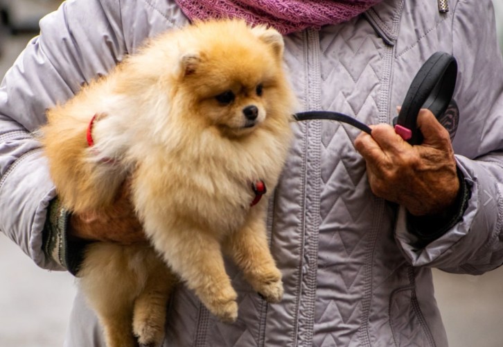 Новый анализатор для исследования крови животных появился в Усть-Илимской ветклинике