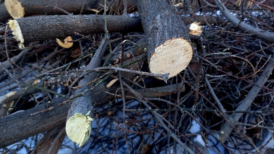 98 млн рублей взыскала прокуратура за контрабанду леса под Иркутском