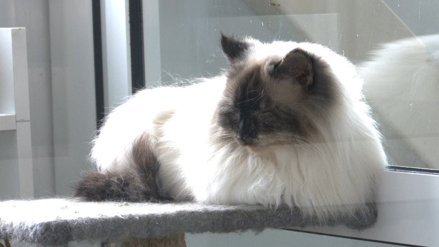 Иркутские ветеринары рассказали, чем опасен Новый год для питомцев