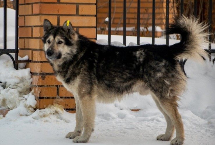 Цену на отлов бродячих собак резко подняли после провального тендера в Братске