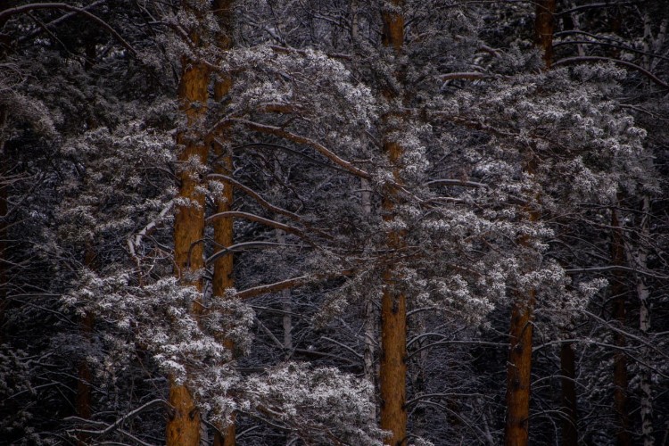 Заблудившемуся в тайге жителю Зиминского района помогли спасатели