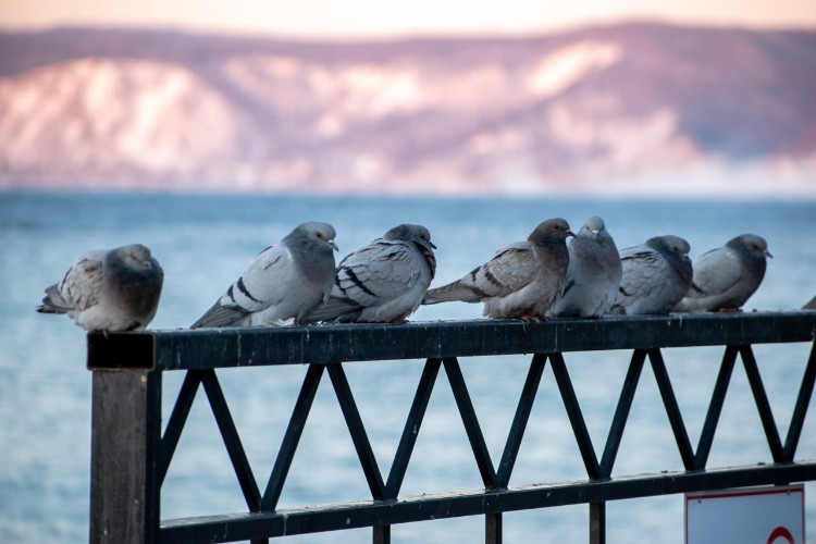 Частный арендатор незаконно захватил землю на берегу Байкала