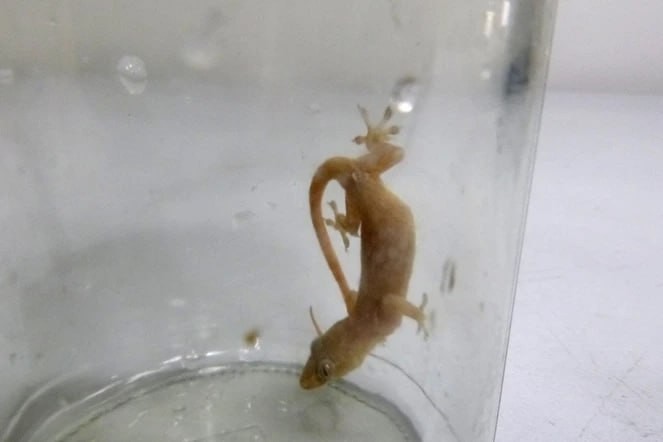 Вьетнамского геккона не пропустила в Иркутск таможня аэропорта