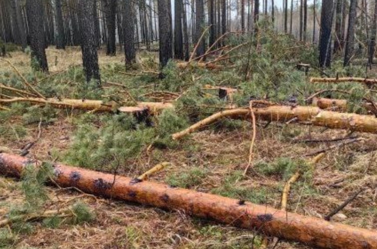 Ущерб фауне на 1,8 млн рублей нанесли пять лесозаготовителей в Братском районе