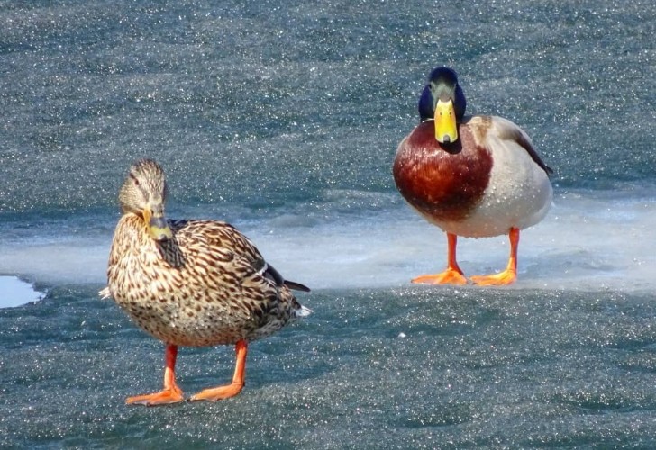Замерзавшего во льду селезня спас житель Братского района