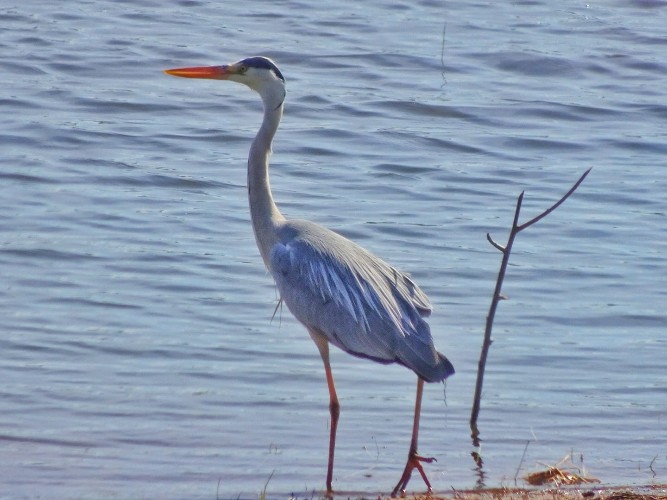 Охотнадзор спас от гибели в морозы дикую цаплю в Слюдянском районе