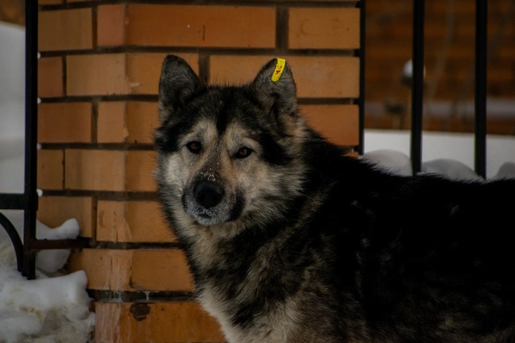 Экс-главу ветеринарной службы Иркутской области обвиняют в превышении полномочий