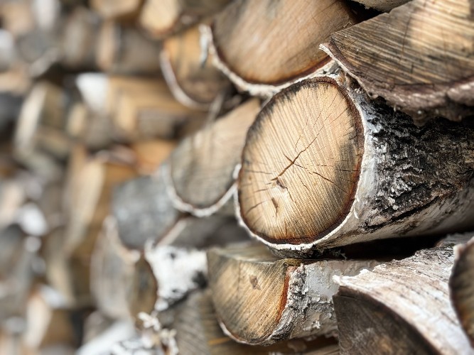 Жителям Приангарья выделили более 350 тыс. кубометров леса для личных нужд в 2025 году