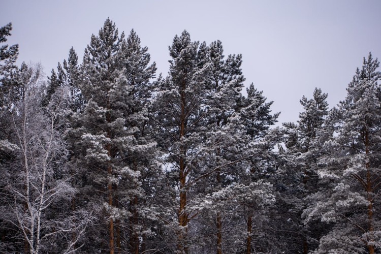 На 22 млн деревьев станет больше в Иркутской области
