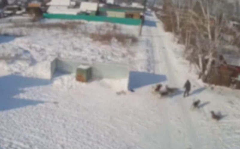 В садоводстве Усолья-Сибирского стая бродячих собак окружила ребёнка