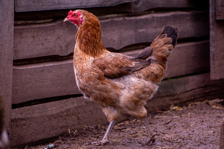 333 яйца снесла каждая курица-несушка в Приангарье в прошлом году