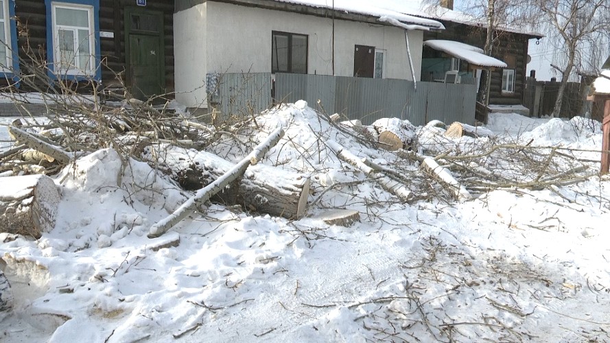 Сразу шесть деревьев спили во дворе по улице Блюхера в Иркутске